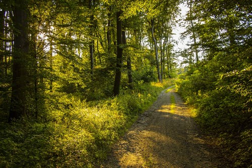 nature_trail